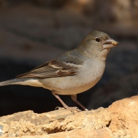 Zięba modra - Fringilla teydea - Tenerife Blue Chaffinch