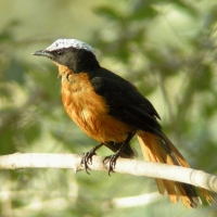 Złotokos duży - Cossypha albicapillus - White-crowned Robin Chat