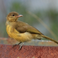 Żółtobrzuch okularowy - Chlorocichla flaviventris - Yellow-bellied Greenbul