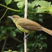 Żółtobrzuch okularowy - Chlorocichla flaviventris - Yellow-bellied Greenbul