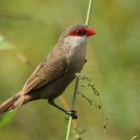 Astryld falisty - Estrilda astrild - Common Waxbill