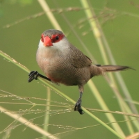 Astryld falisty - Estrilda astrild - Common Waxbill