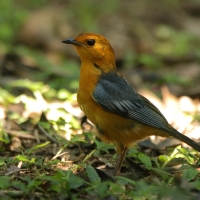 Złotokos rudogłowy - Cossypha natalensis - Red-capped Robin Chat