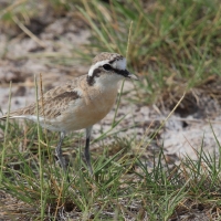 Sieweczka śniada - Charadrius tricollaris - Three-banded Plover