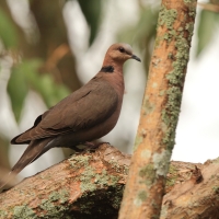 Synogarlica czerwonooka - Streptopelia semitorquata - Red-eyed Dove