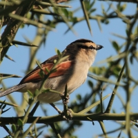 Czagra senegalska - Tchagra senegalus - Black-crowned Tchagra
