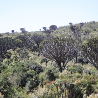 Okolice Naivasha rosące euforbie.