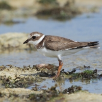 Sieweczka obrożna - Charadrius hiaticula - Common Ringed Plover