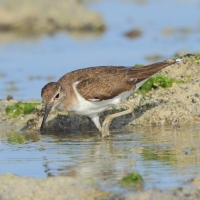 Brodziec piskliwy - Actitis hypoleucos - Common Sandpiper