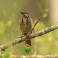Palmodrozd tarczowy - Cichladusa arquata - Collared Palm-Thrush
