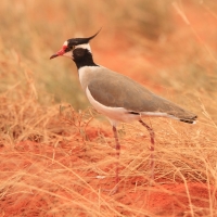 Czajka czarnoczuba - Vanellus tectus - Black-headed Lapwing