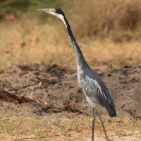 Czapla czarnogłowa - Ardea melanocephala - Black-headed Heron
