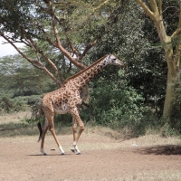 Żyrafa w Parku Narodowym Nairobi.