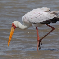 Dławigad afrykański - Mycteria ibis - Yellow-billed Stork