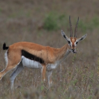 Gazelopka sawannowa w Parku Nairobi.