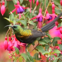 Nektarnik brązowy - Nectarinia kilimensis - Bronzy Sunbird