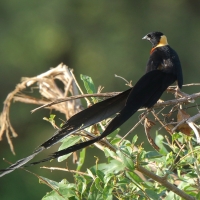 Wdówka rajska - Vidua paradisaea - Eastern Paradise Whydah