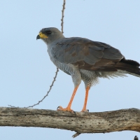 Jastrzębiak popielaty - Melierax poliopterus - Eastern Chanting Goshawk