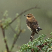 Białorzytka - Oenanthe oenanthe - Wheatear