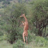 Gerenuk w Parku Samburu.