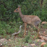 Dik dik w Parku Samburu.