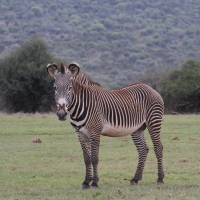 Zebra Grevyego.