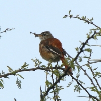 Drozdówka sawannowa - Cercotrichas hartlaubi - Brown-backed Scrub Robin