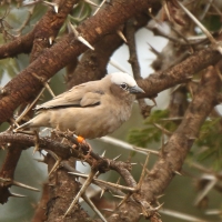 Gromadnik siwogłowy - Pseudonigrita arnaudi - Grey-headed Social Weaver