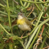 Nikornik żółtopierśny - Apalis flavida - Yellow-breasted Apalis