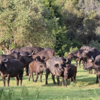 Bawoły w Parku Mont Kenya.