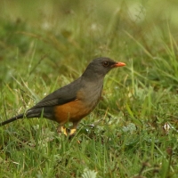 Drozd abisyński - Turdus abyssinicus - Ethiopian Thrush