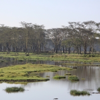 Park Narodowy Nakuru.