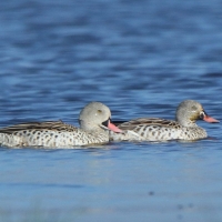 Cyraneczka płowa - Anas capensis - Cape Teal