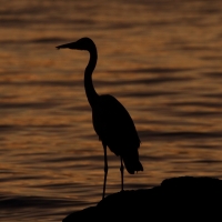 Czapla siwa - Ardea cinerea - Grey Heron