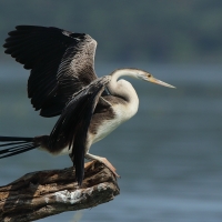 Wężówka afrykańska - Anhinga rufa - African Darter