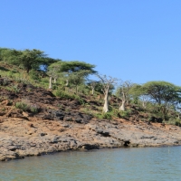 Wyspa na jeziorze Baringo.