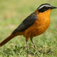 Złotokos białobrewy - Cossypha heuglini - White-browed Robin-Chat