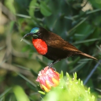 Nektarnik szkarłatny - Chalcomitra senegalensis - Scarlet-chested Sunbird