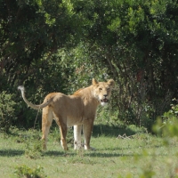 Lwica w MasaiMara.