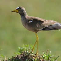 Czajka płowa - Vanellus senegallus - Wattled Lapwing