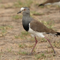 Czajka czarnoskrzydła - Vanellus melanopterus - Black-winged Lapwing