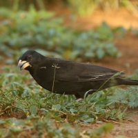 Bawolik białodzioby - Bubalornis albirostris - White-billed Buffalo Weaver
