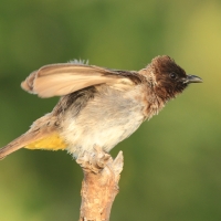 Bilbil okopcony - Pycnonotus tricolor - Dark-capped Bulbul