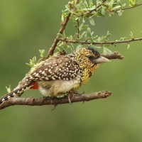 Brodal czarnogardły - Trachyphonus darnaudii  - D'Arnaud's Barbet