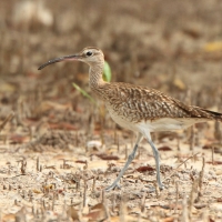Kulik mniejszy - Numenius phaeopus - Whimbrel