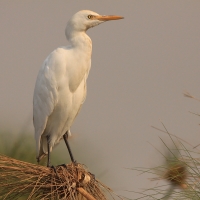 Czapla złotawa - Bubulcus ibis - Western Cattle Egret