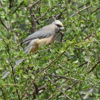Czepiga białogłowa - Colius leucocephalus - White-headed Mousebird