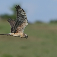 Błotniak łąkowy - Circus pygargus - Montagu's Harrier