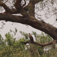 Palmojad - Gypohierax angolensis - Palm-nut Vulture