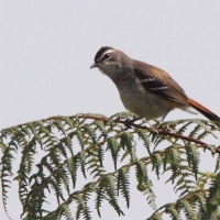 Drozdówka sawannowa - Cercotrichas hartlaubi - Brown-backed Scrub Robin
